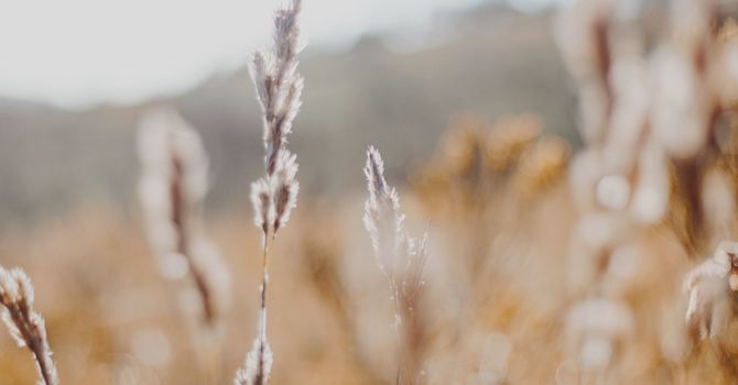 Aesthetics/ Laser Hair Removal