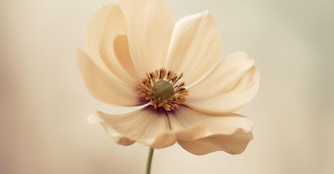 Micronutrient Injectables 